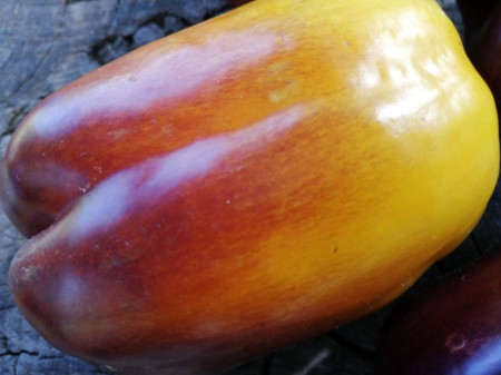 SEMINTE ARDEI - A 86 PURPLE SMUDGE GOLD