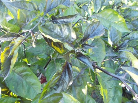 SEMINTE ARDEI IUTE - AI 44 PIMENTA MORANGA X TRINIDAD SCORPION - NEIZOLAT - Img 3