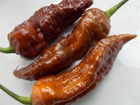 SEMINTE ARDEI IUTE - AI 99 SAY S X BHUT PHENO 2 CHOCO - NEIZOLAT - Img 4