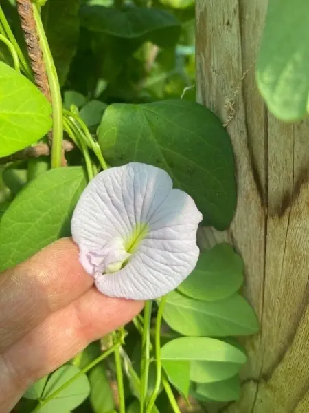SEMINTE CLITORIA TERNATEA - D 17 - Img 2