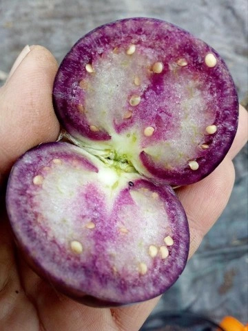 SEMINTE - D. 77 TOMATILLO VIOLET - PURPLE DE MILPA - Img 6