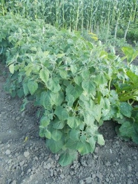 SEMINTE - D. 91 PHYSALIS PERUVIANA - Img 2