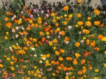 SEMINTE MAC CALIFORNIAN - ESCHSCHOLZIA CALIFORNICA - MIX - D 143 - Img 4