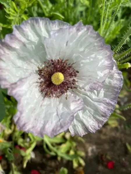 SEMINTE MAC - PAPAVER AMAZING GREY - D 138 - Img 5