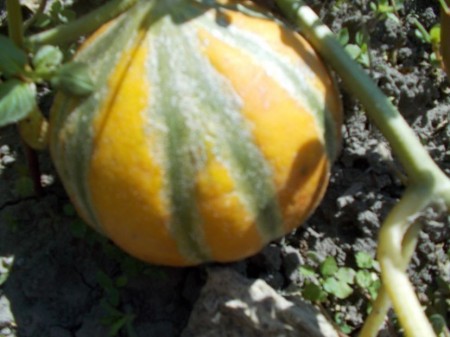 SEMINTE PEPENE GALBEN - D 125 KAJARI - Img 2