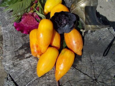SEMINTE ROSII - T 477 YELLOW FIRE