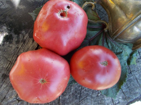 SEMINTE ROSII - T 588 GIANT TOMATO TREE - Img 2