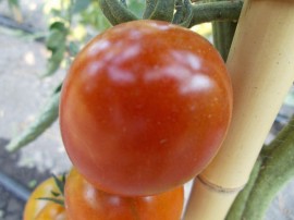 SEMINTE ROSII - T. 83 COCKTAIL CHOCOLATE TOMATO I