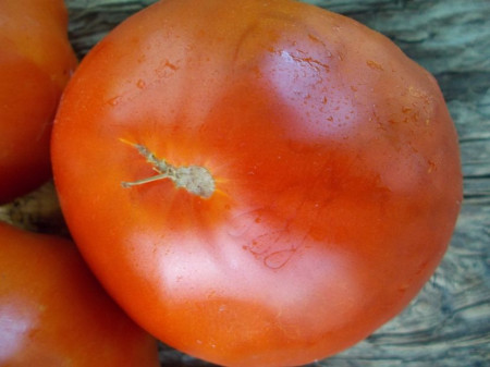 SEMINTE ROSII - T 999 AUSTRALIEN GIANT