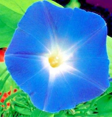 SEMINTE ZORELE - D 135 BLUE STAR - IPOMOEA TRICOLOR
