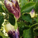 SEMINTE ARDEI - A 86 PURPLE SMUDGE GOLD - Img 5