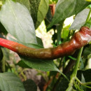 SEMINTE ARDEI IUTE - AI 131 SPANISH CHILLI RED neizolat - Img 2