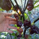 SEMINTE ARDEI IUTE - AI 44 PIMENTA MORANGA X TRINIDAD SCORPION - NEIZOLAT - Img 4