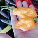 SEMINTE ARDEI IUTE - AI 67 BHUT JOLOKIA X SR PEACH NEIZOLAT