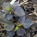 SEMINTE ARDEI IUTE - AI 93 PINK TIGER X REAPER PEACH (PHENO) - NEIZOLAT - Img 2