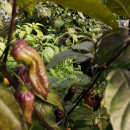 SEMINTE ARDEI IUTE - AI 99 SAY S X BHUT PHENO 2 CHOCO - NEIZOLAT - Img 5