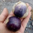SEMINTE - D. 77 TOMATILLO VIOLET - PURPLE DE MILPA - Img 7