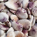 SEMINTE FASOLE LIMA - D 179 NORTHSTAR LIMA BEAN