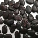 SEMINTE FASOLE LIMA - D 229 BLACK STAR