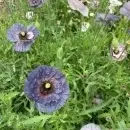 SEMINTE MAC - PAPAVER AMAZING GREY - D 138 - Img 2