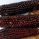 SEMINTE PORUMB POPCORN - P 19