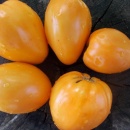 SEMINTE ROSII INIMA DE BOU - T 1121 OXHEART ORANGE - Img 3