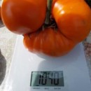 SEMINTE ROSII INIMA DE BOU - T.171 ORANGE STRAWBERRY - Img 7