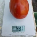 SEMINTE ROSII INIMA DE BOU - T. 36 BOSNISCHE FLEISCHTOMATE - Img 7