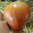 SEMINTE ROSII INIMA DE BOU - T 932 SIBERIAN PINK HONEY