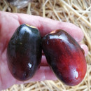 SEMINTE ROSII NEGRE - T 1013 BLUE KUMQUAT - Img 4