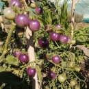 SEMINTE ROSII - T 1055 CHERRY BING TOMATO - Img 2