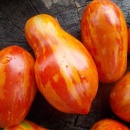SEMINTE ROSII - T 1079 TIGER PEAR