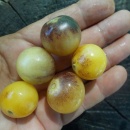 SEMINTE ROSII - T 1098 AMETIST CREAM CHERRY - Img 2