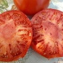 SEMINTE ROSII - T. 205 NEVES AZOREAN RED