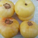 SEMINTE ROSII - T. 277 WHITE BEEFSTEAK - Img 5