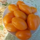 SEMINTE ROSII - T. 39 BANANA ORANGE
