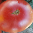 SEMINTE ROSII - T 588 GIANT TOMATO TREE