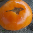 SEMINTE ROSII - T 602 AMISH ORANGE SHERBET - Img 2