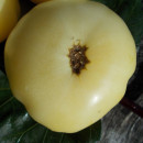SEMINTE ROSII - T 613 CHEROKEE WHITE