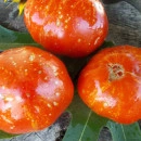 SEMINTE ROSII - T 692 MARMANDE DE MONTPELLIER