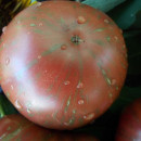 SEMINTE ROSII - T 696 BERKELEY TIE DYE PINK - Img 2
