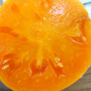 SEMINTE ROSII - T 747 MENONITE ORANGE - Img 4