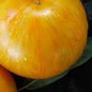 SEMINTE ROSII - T 785 JANET S JACINTHE JEWEL - Img 2