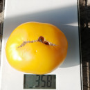 SEMINTE ROSII - T 805 JAKKASS YELLOW DWARF - Img 4