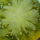 SEMINTE ROSII - T 839 MAX S LARGE GREEN - Img 5