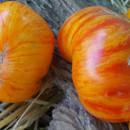 SEMINTE ROSII - T 884 BIG ORANGE STRIPE - Img 4