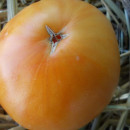 SEMINTE ROSII - T 936 DIXIE GOLDEN GIANT - Img 3