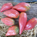 SEMINTE ROSII - T 948 TULIP PINK - Img 8