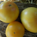SEMINTE ROSII - T 962 GOLDEN QUEEN USDA STRAIN - Img 5