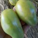 SEMINTE ROSII - T 990 EMERALD PEAR - Img 5